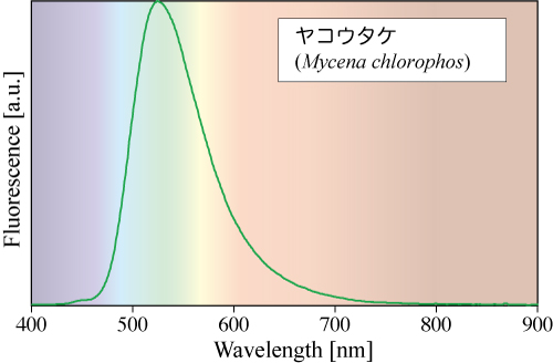 ヤコウタケの生物発光スペクトル
